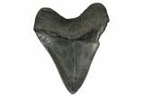 Fossil Megalodon Tooth - South Carolina #180901-1
